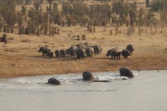 Flusspferde, Hwange Nationalpark, Simbabwe