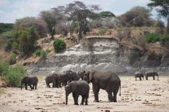 Elefanten, Tarangire Nationalpark, Tansania