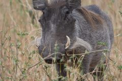 Warzenschwein, Tarangire Nationalpark, Tansania