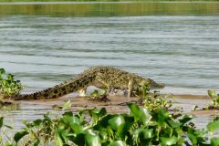 Krokodil, Murchison Falls Nationalpark, Uganda