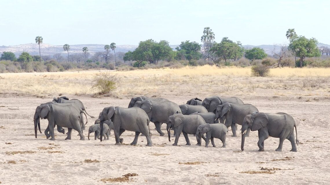 Hin und her im Ruaha