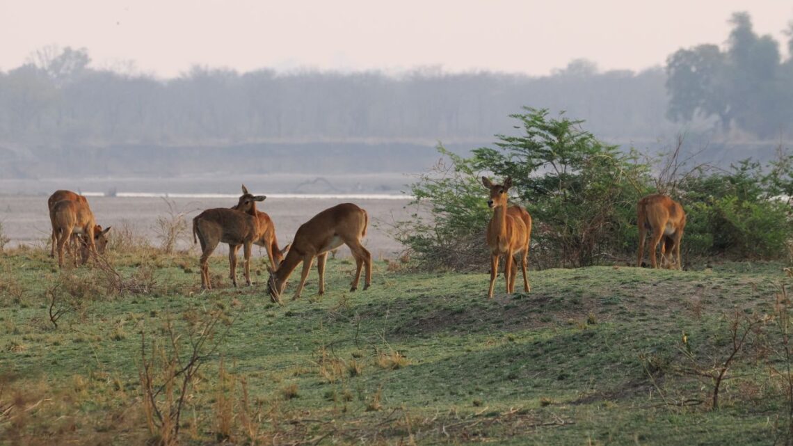 Am South Luangwa angekommen